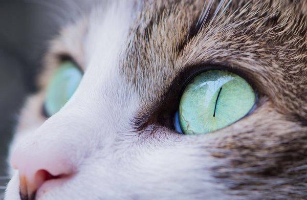 yeux-verts-chat-graou