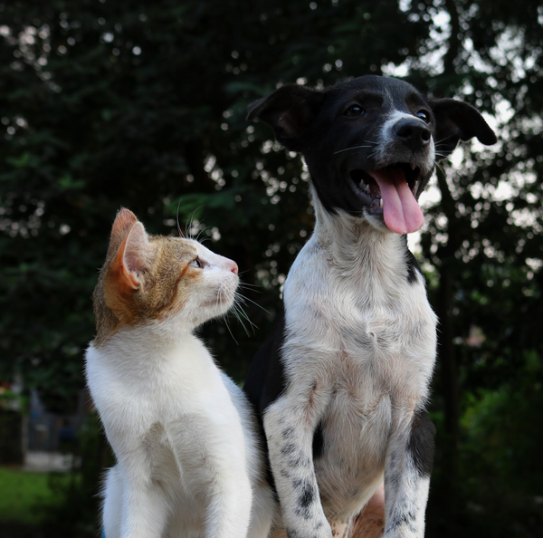 chien-chat-article-blog-graou
