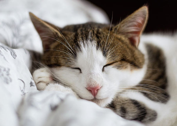 chat-blanc-marron-qui-dort-graou