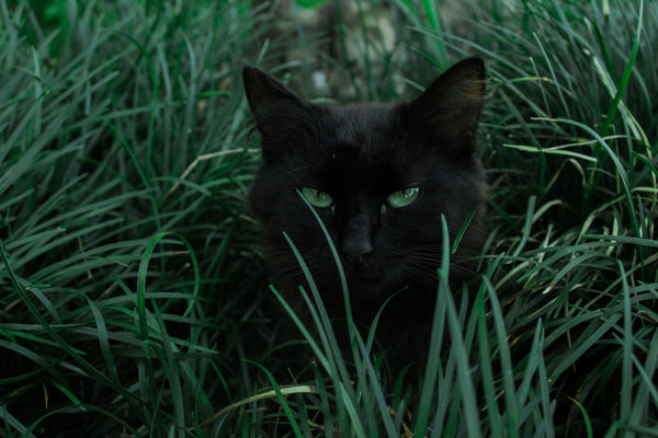 chat-noir-cache-herbe-graou